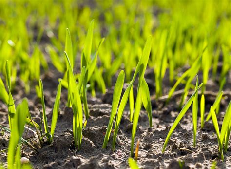 syngenta barley seeds.